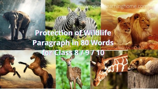 Protection of Wildlife Paragraph in 80 Words for Class 8 / 9 / 10